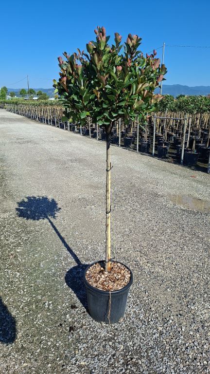 Photinia Little Red Robin 1/2 Standard, 100-110cm Stem |Total Height 150-170cm| Head Diameter 40cm