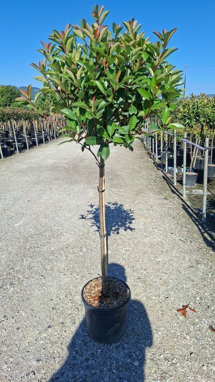 Photinia &