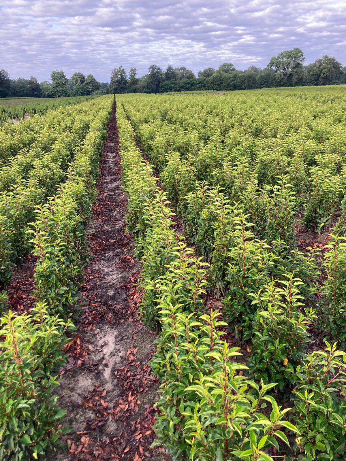 Portuguese Laurel (Prunus Lusitanica) Rootball - Ready to Plant Now