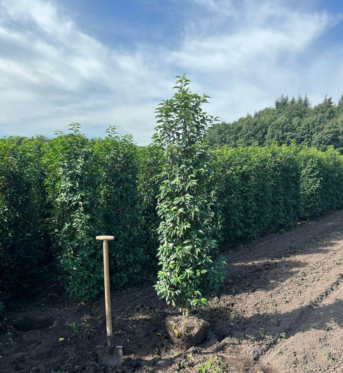 Portuguese Laurel (Prunus Lusitanica) Rootball - Ready to Plant Now