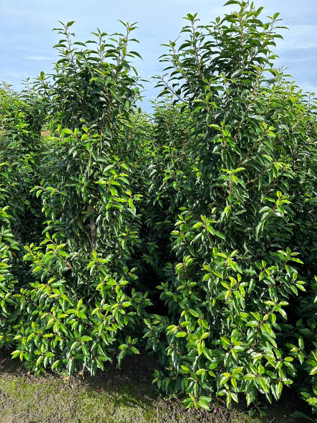 Portuguese Laurel (Prunus Lusitanica) Rootball 180-200cm - Premium Quality