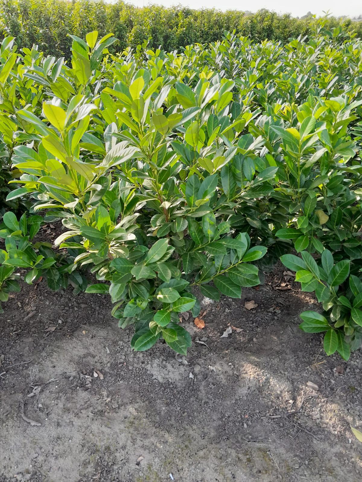 Cherry Laurel (Prunus Laur. Rotundifolia) Rootball - Ready to Plant Now
