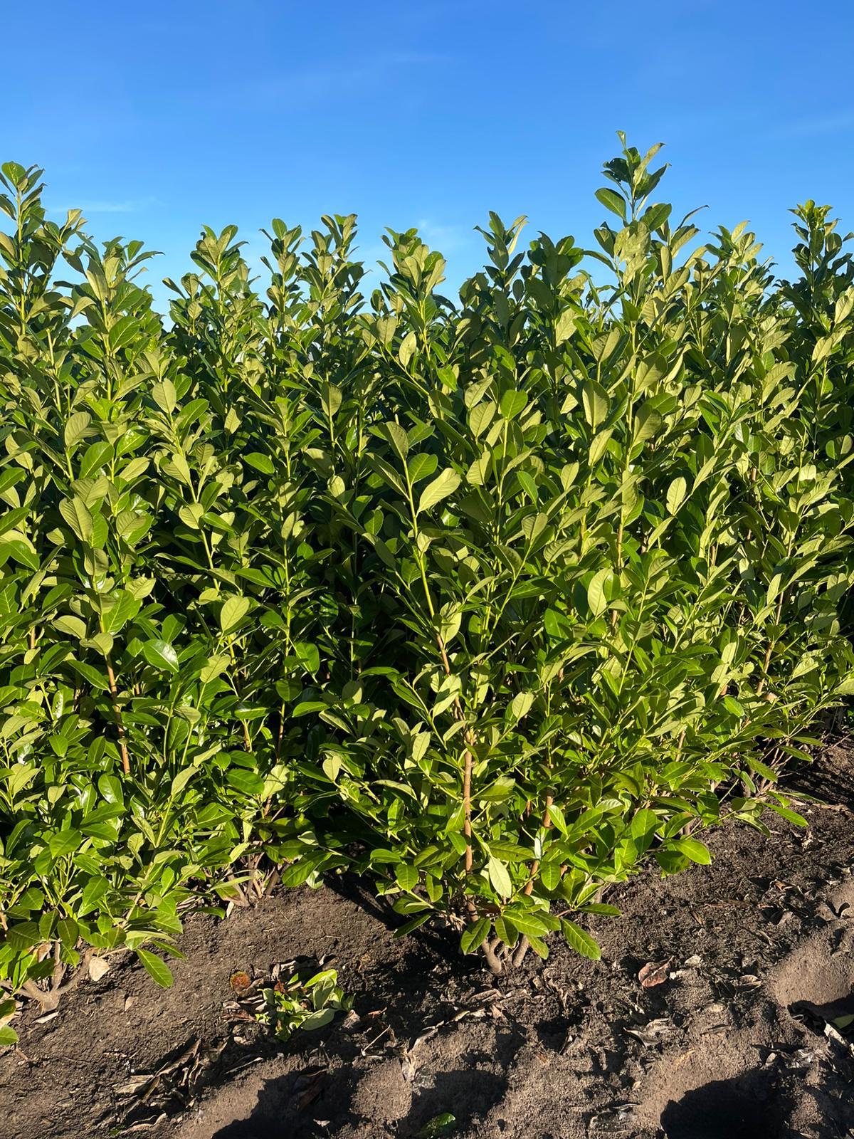 Cherry Laurel (Prunus Laur. Rotundifolia) Rootball - Ready to Plant Now
