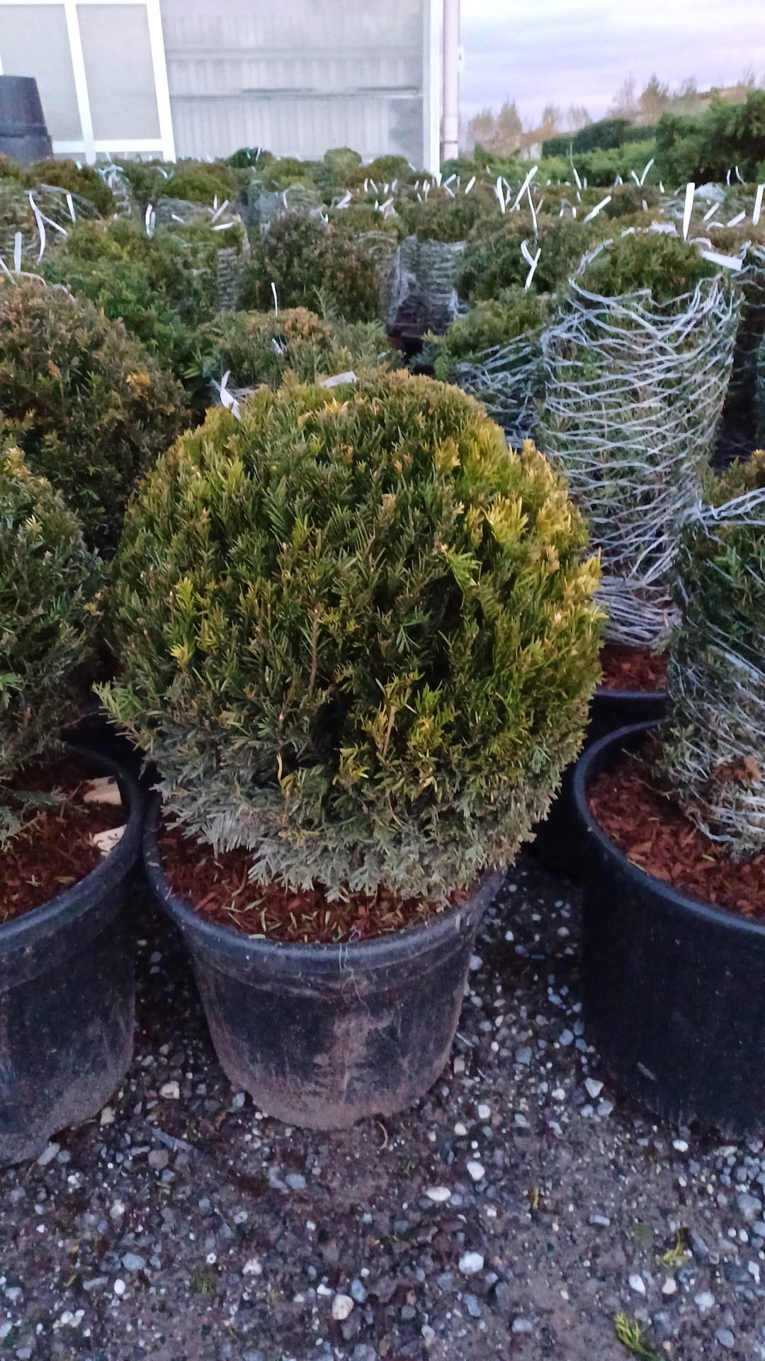 Taxus (Yew) Ball | 40-50cm Diameter | Freshly Potted