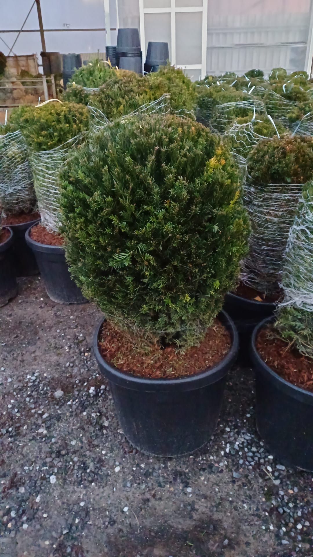 Taxus (Yew) Ball | 50-60cm Diameter | Freshly Potted