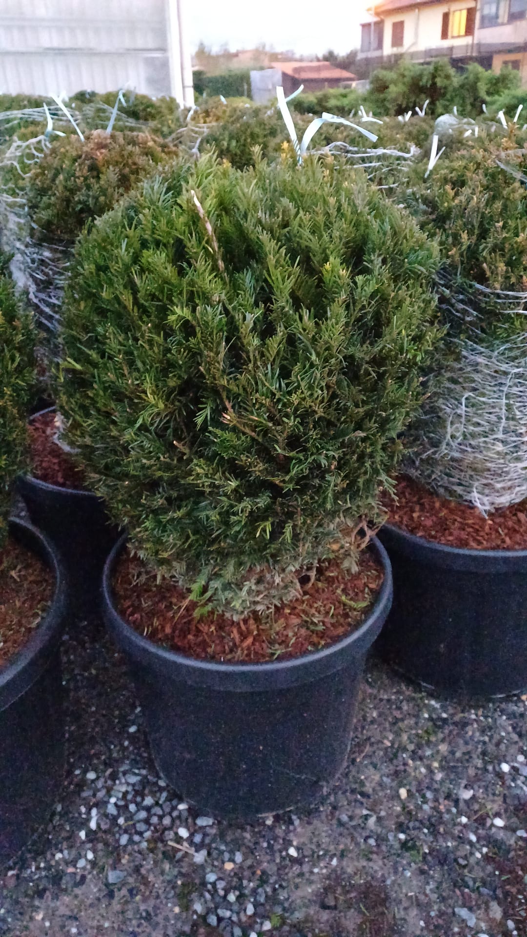 Taxus (Yew) Ball | 60-70cm Diameter | Freshly Potted