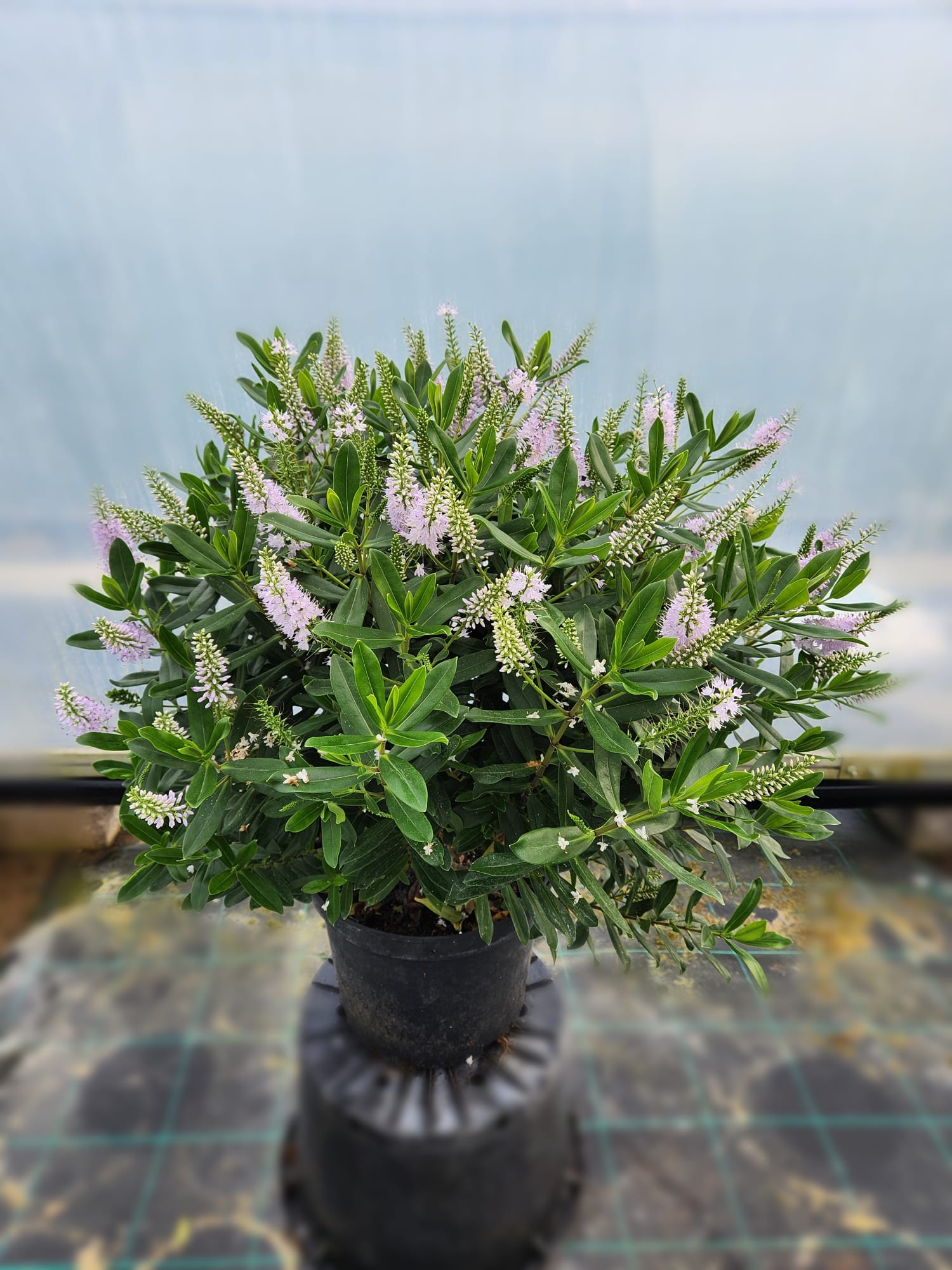 Hebe Sapphire 10 Litre 60cm Tall