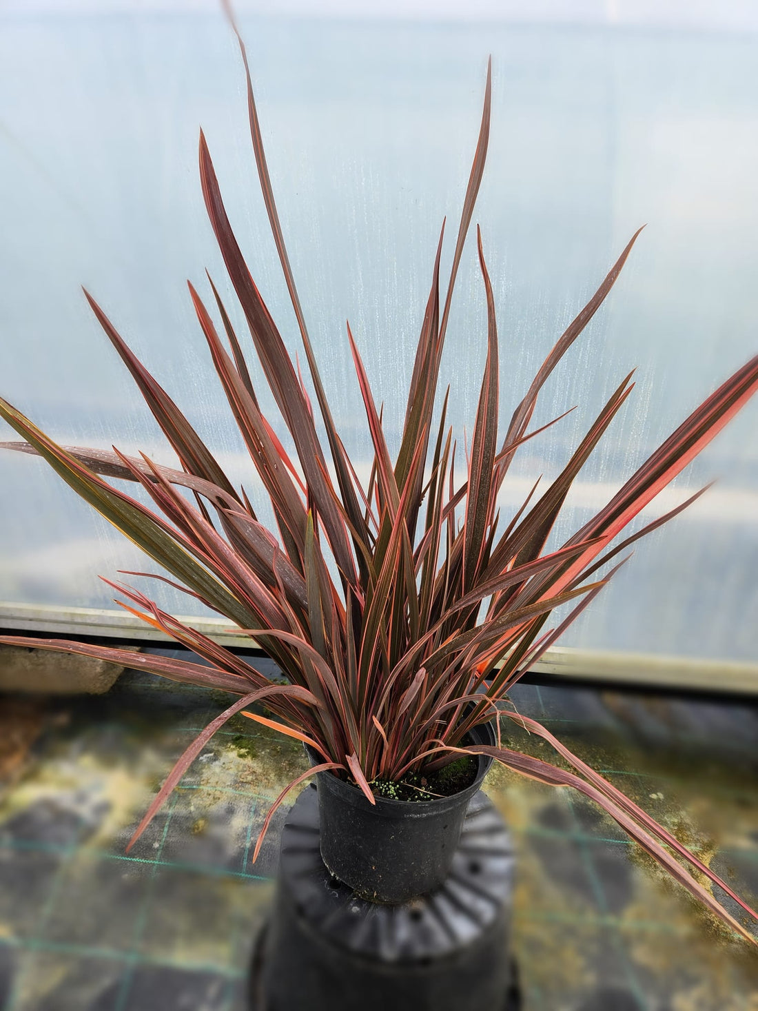Phormium Sundowner 60-70cm (5 Litre Pot)