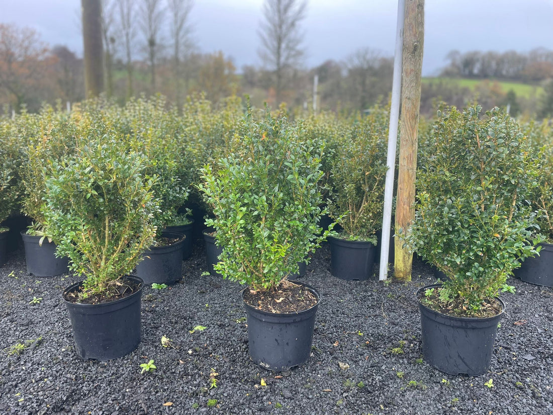 Buxus Sempervirens 5 litre pot 50-60cm high