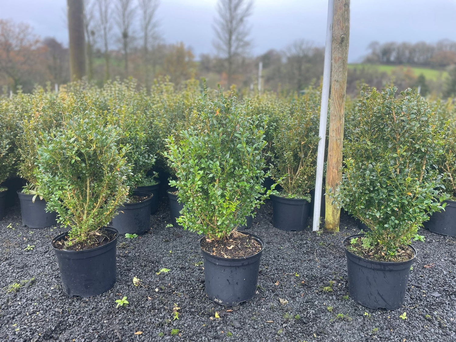 Buxus Sempervirens 5 litre pot 50-60cm high