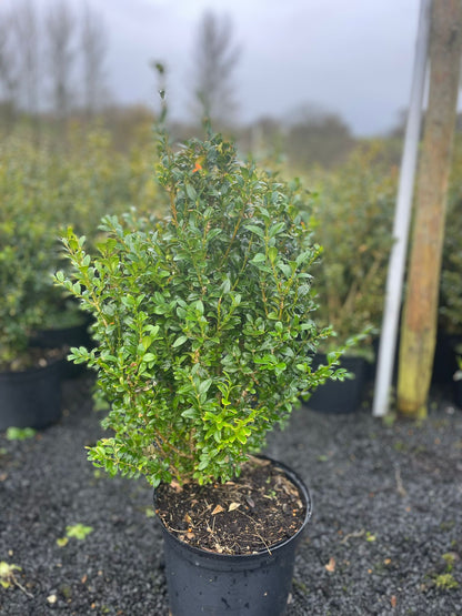 Buxus Sempervirens 5 litre pot 50-60cm high