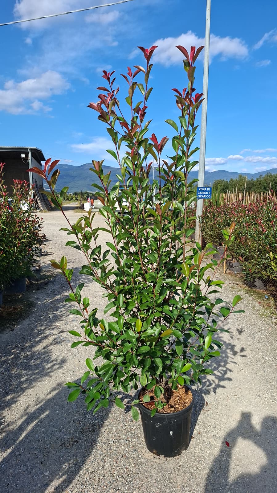 Photinia Red Robin 180-200cm 25lt