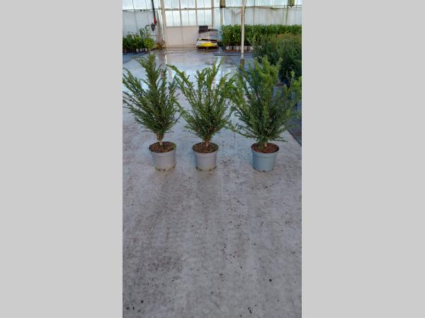 English Yew (Taxus Baccata) Pallet Deal – 50 Plants | 60–80cm Potted