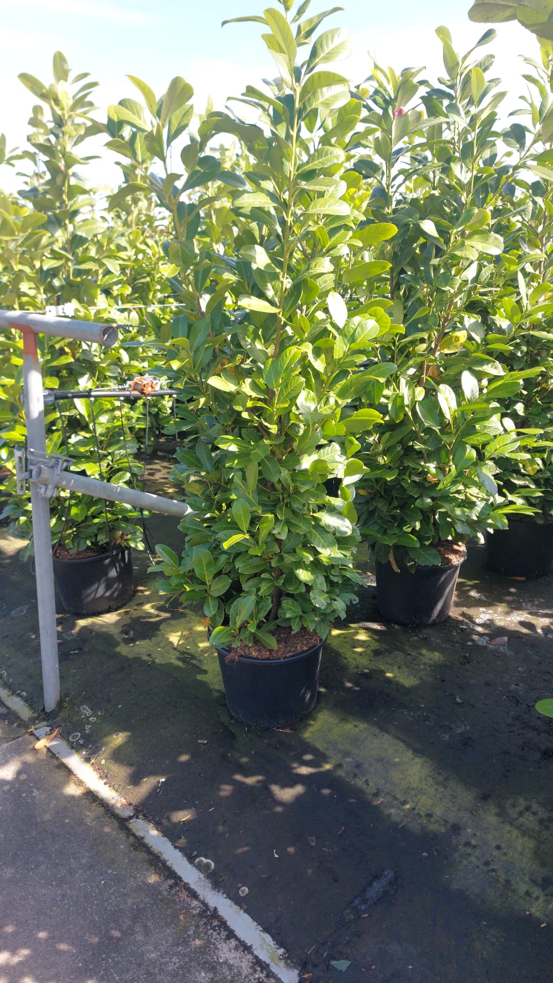 Cherry Laurel (Prunus Laur. Rotundifolia) 20 litre 1.2-1.5M