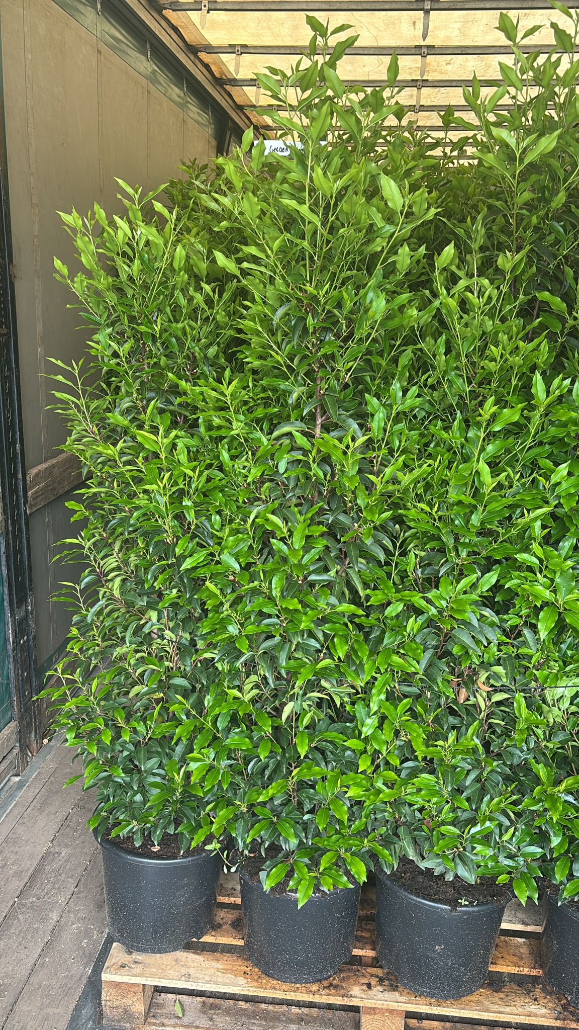 Portuguese Laurel (Prunus Lusitanica) 150-180cm 15 Litre Pot