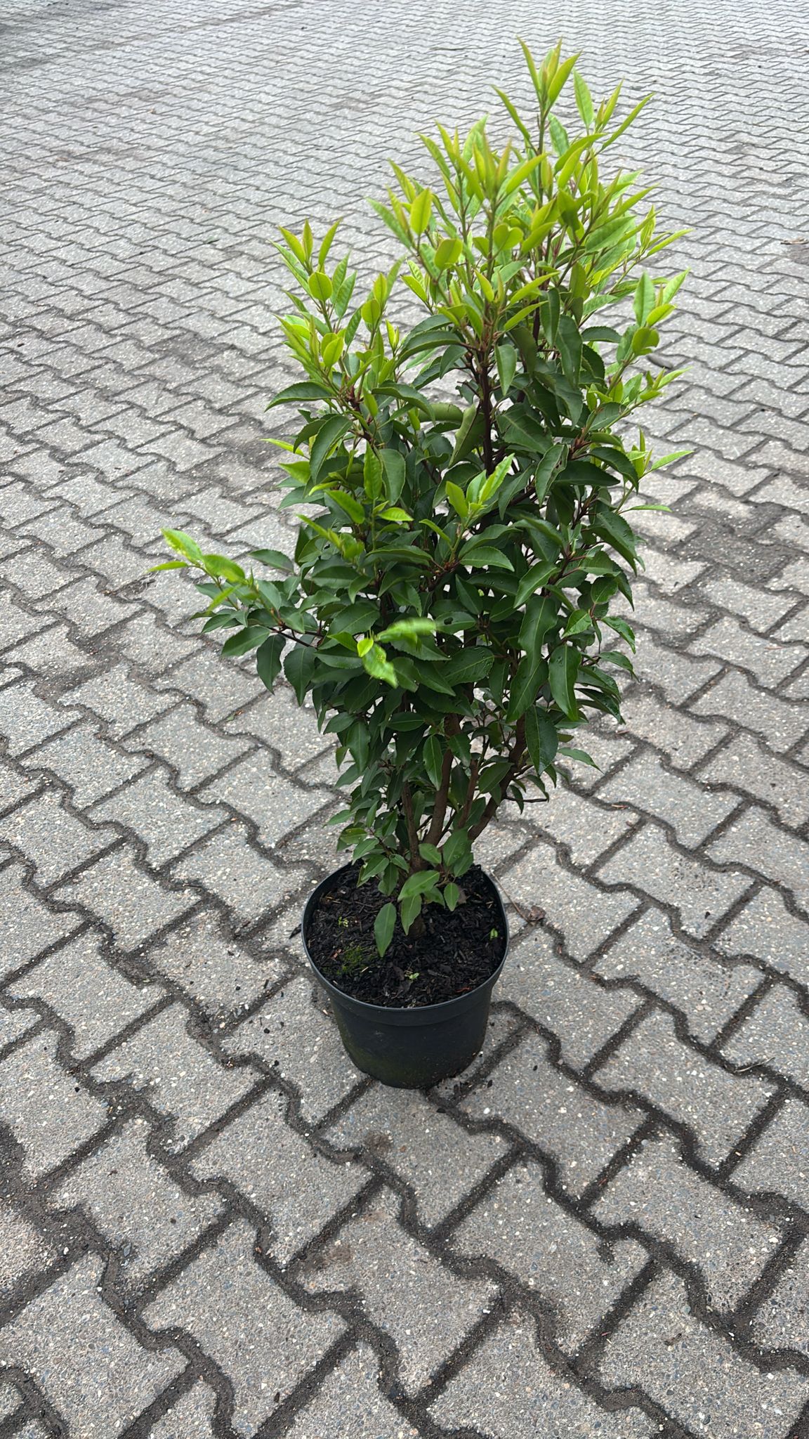 Portuguese Laurel (Prunus Lusitanica) 80-100cm 7.5 Litre