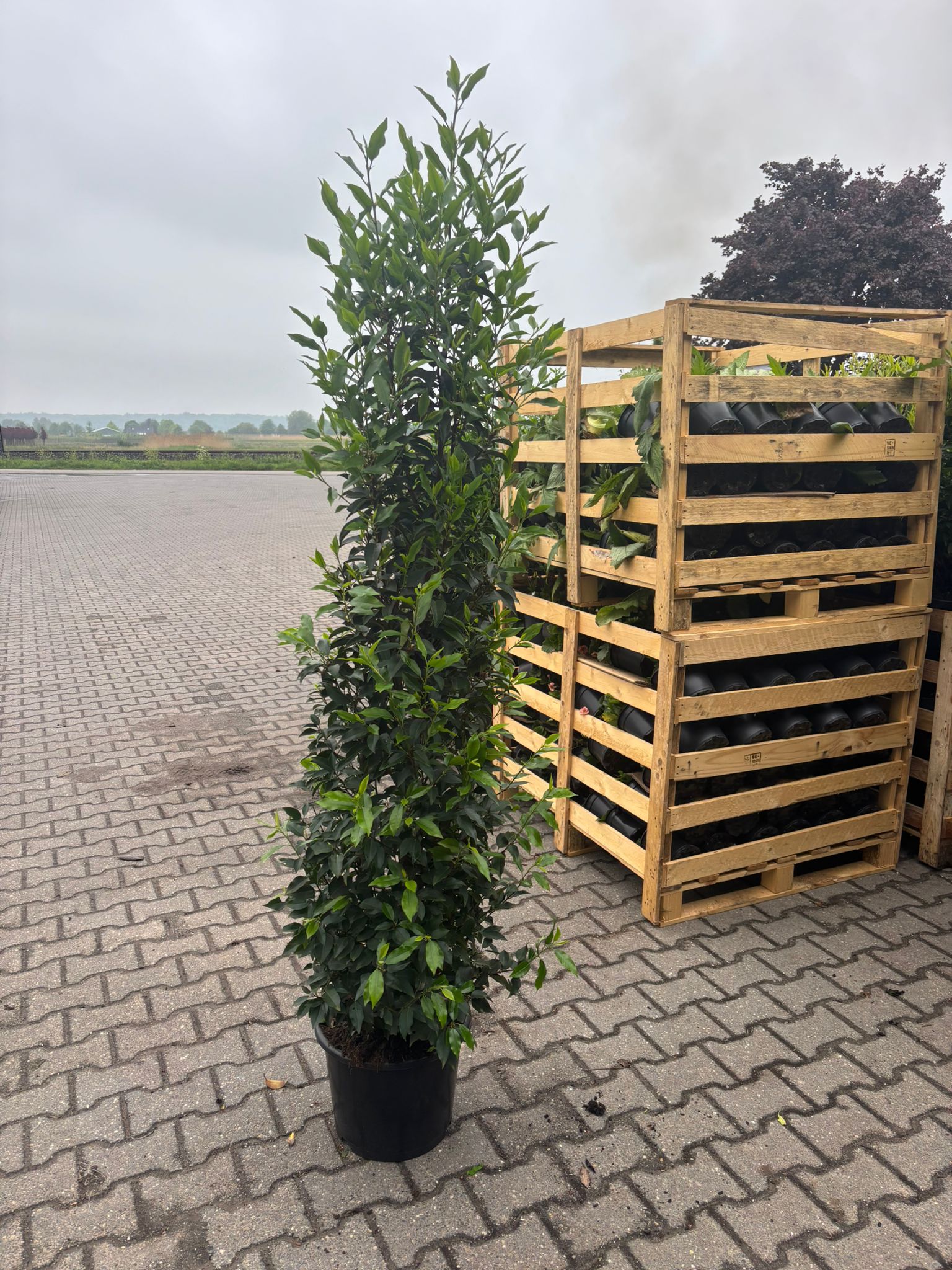 Portuguese Laurel (Prunus Lusitanica) 150-180cm 15 Litre Pot