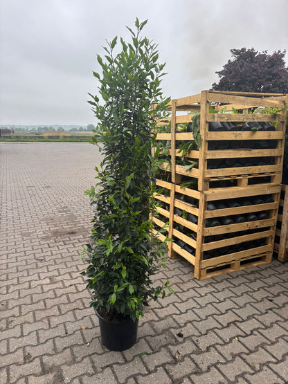 Portuguese Laurel (Prunus Lusitanica) 150-180cm 15 Litre Pot
