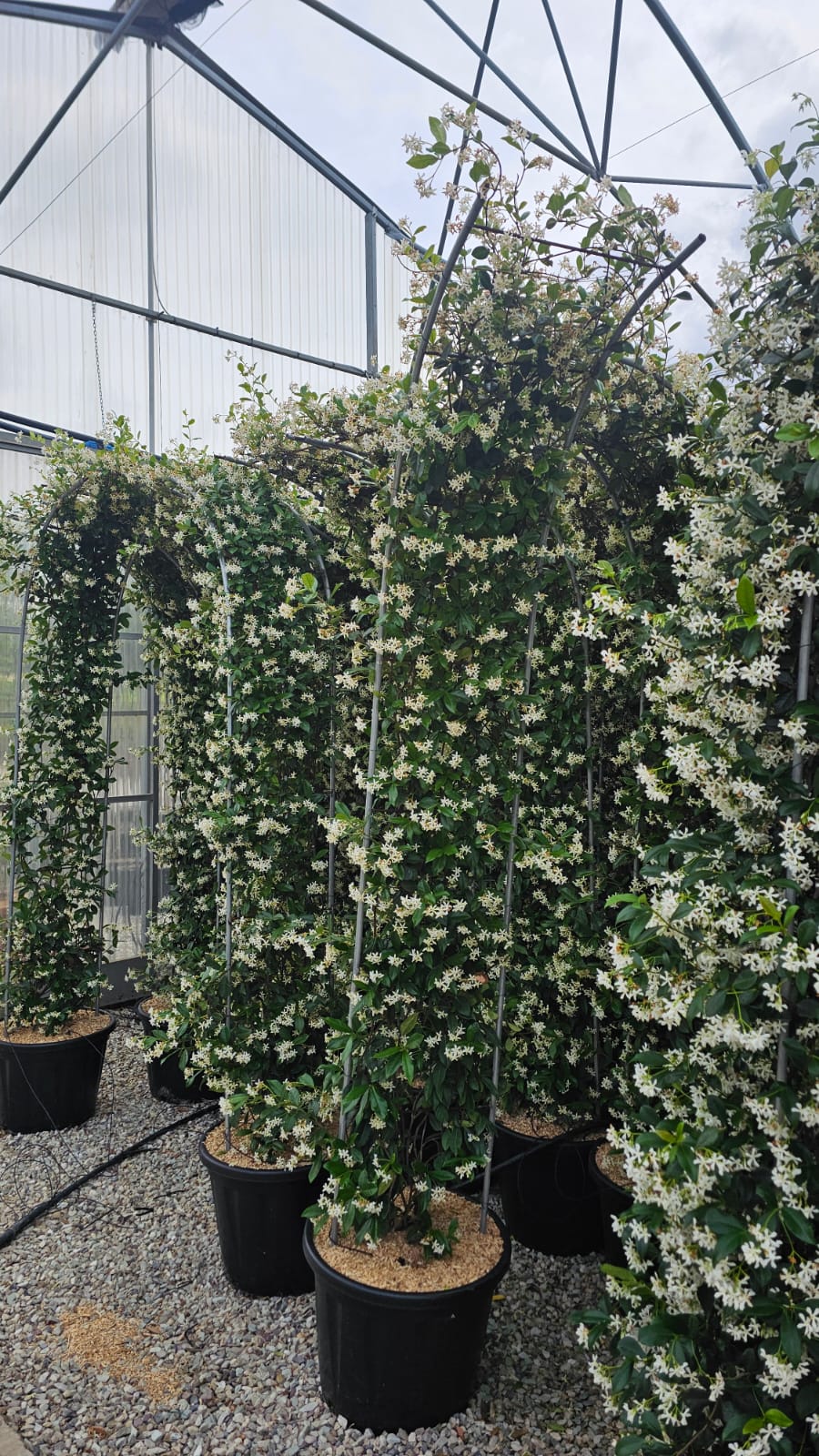 Trachelospermum Jasminoides (Star Jasmine) – 250cm High x 40cm Deep