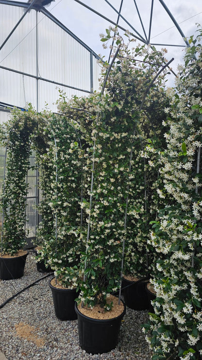 Trachelospermum Jasminoides (Star Jasmine) – 250cm High x 40cm Deep