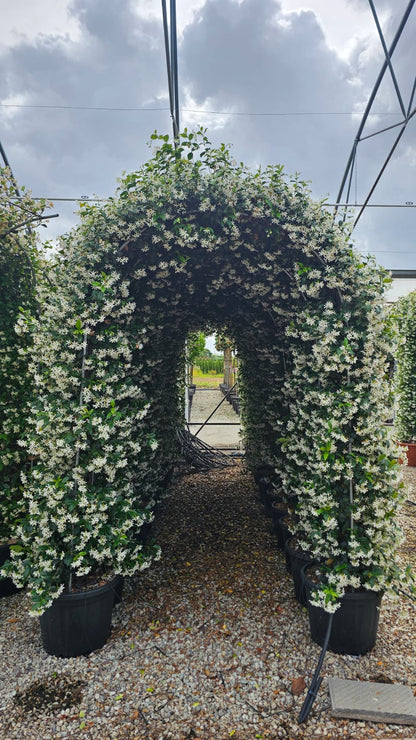 Trachelospermum Jasminoides (Star Jasmine) – 250cm High x 40cm Deep