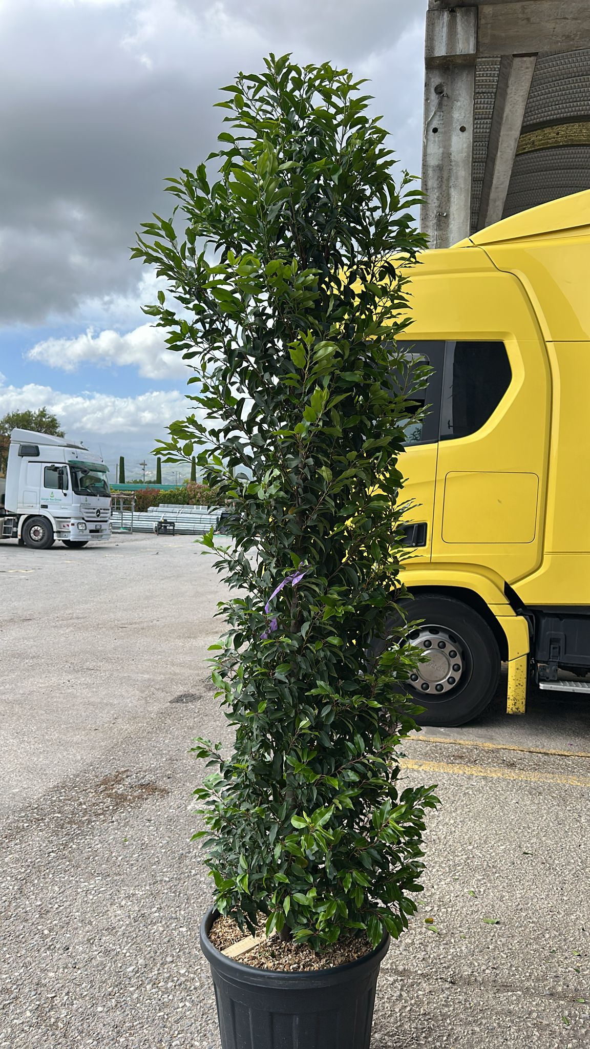 Portuguese Laurel (Prunus Lusitanica) 1.8-2m 70 Litre