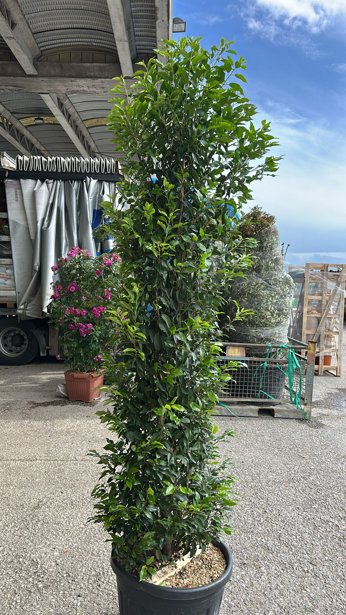 Portuguese Laurel (Prunus Lusitanica) 2-2.5m 70 Litre