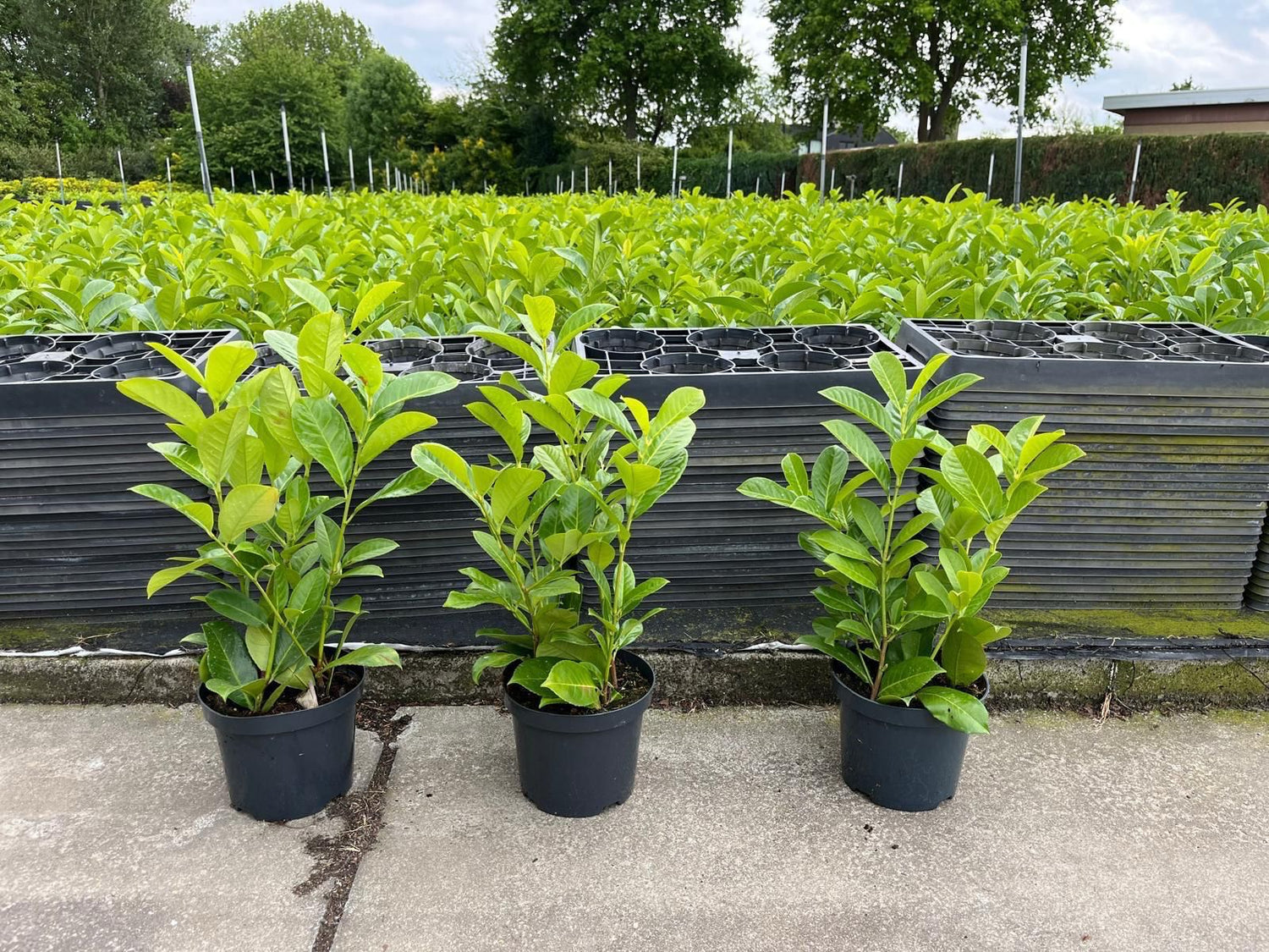 Cherry Laurel (Prunus Laur. Rotundifolia) 70cm | 3 Litre Pot
