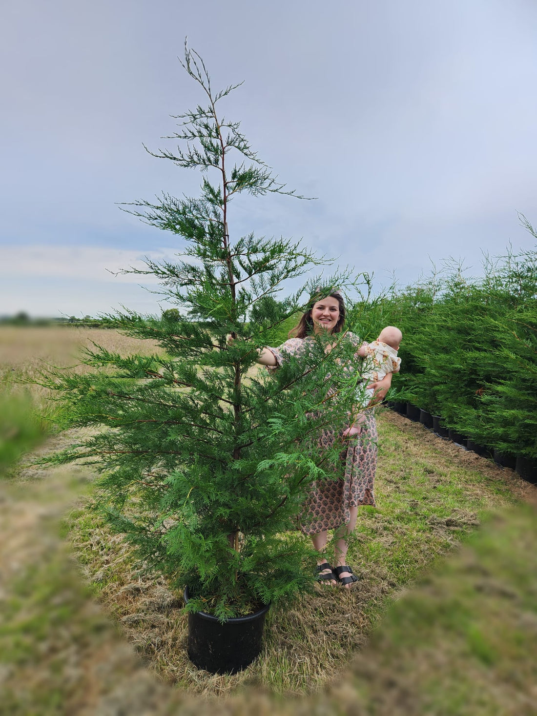Leylandii 200-220cm 20lt – Pallet Deal (20 Plants) | £1,000