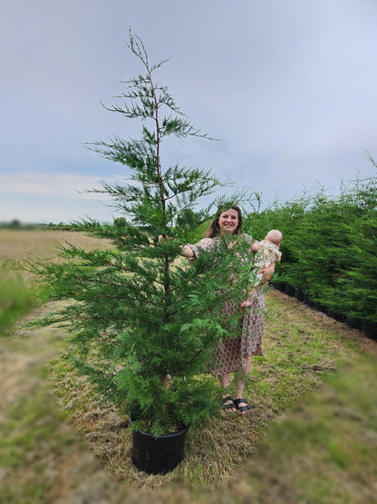 Leylandii 200-220cm 20lt – Pallet Deal (20 Plants) | £1,000