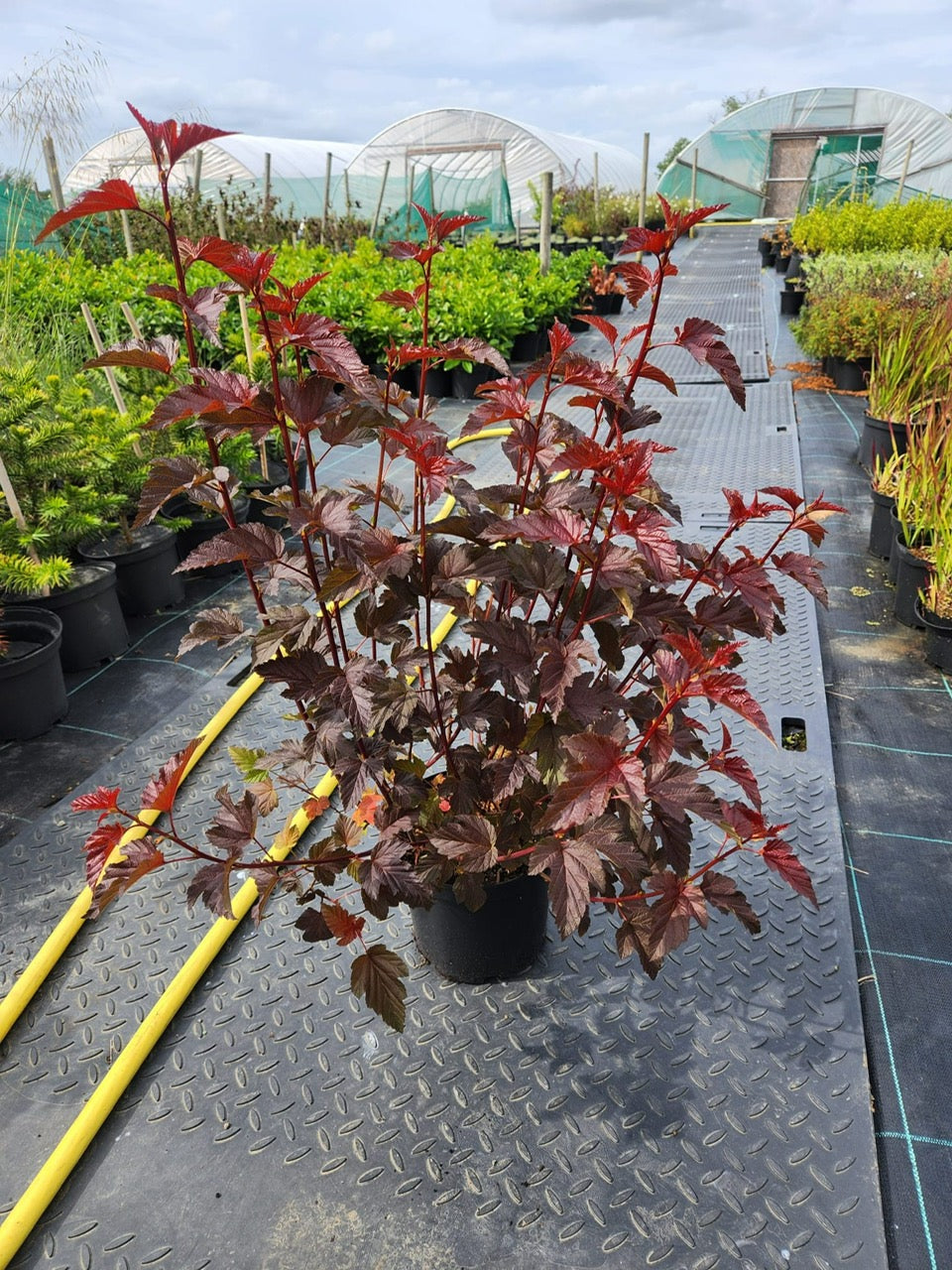 Physocarpus Lady in Red 5 Litre 90/100cm