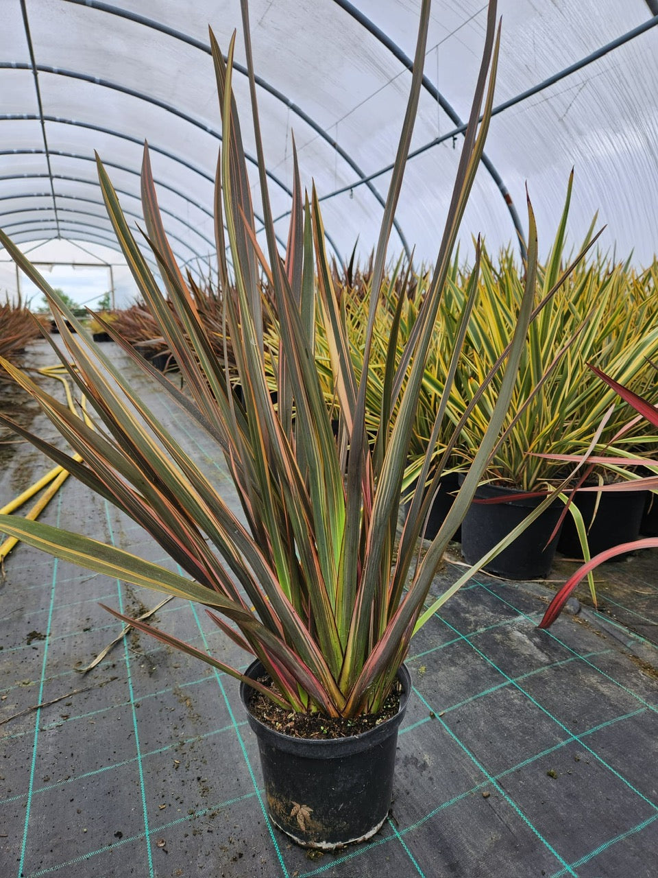 Phormium Sundowner 5 Litre 50/60cm