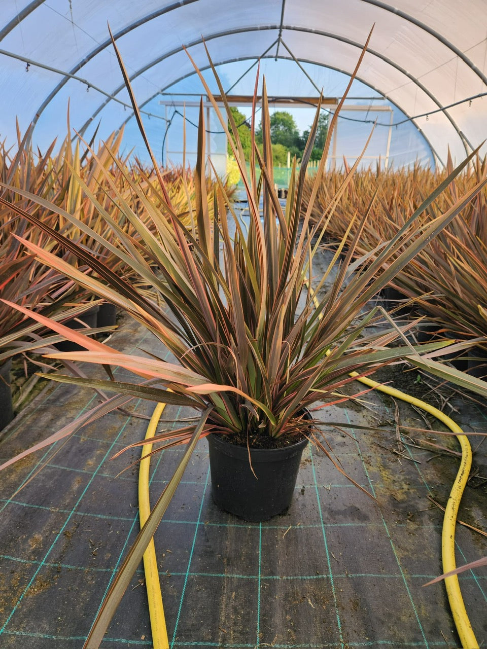 Phormium Sundowner 10 Litre 60/80cm