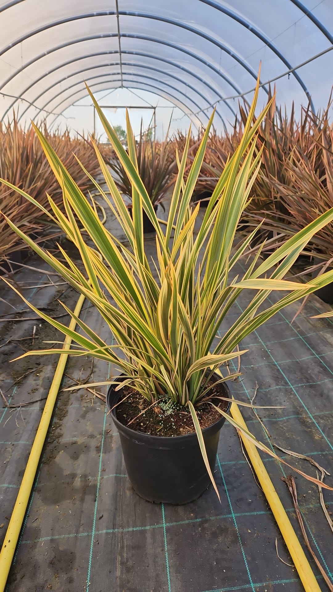 Phormium Golden Ray 10 Litre 60/80cm