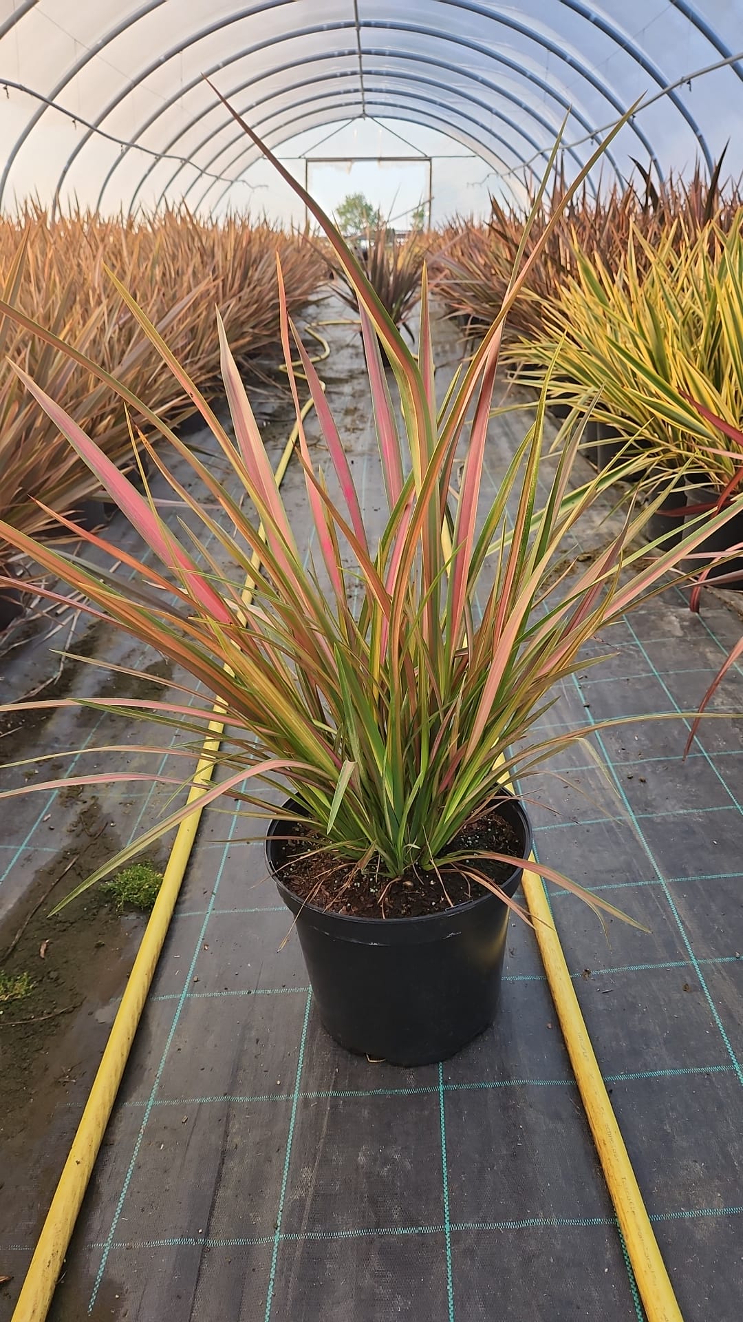 Phormium Jester 10 Litre 60/80cm