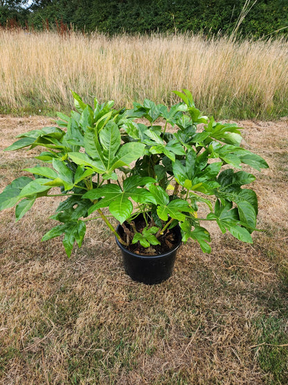 Fatsia Japonica Multi Stem | 80cm Plant Height | 20 Litre Pot