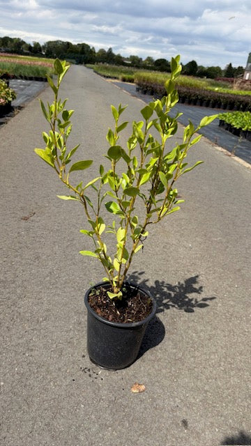Griselinia Littoralis 25-30cm 2.5lt