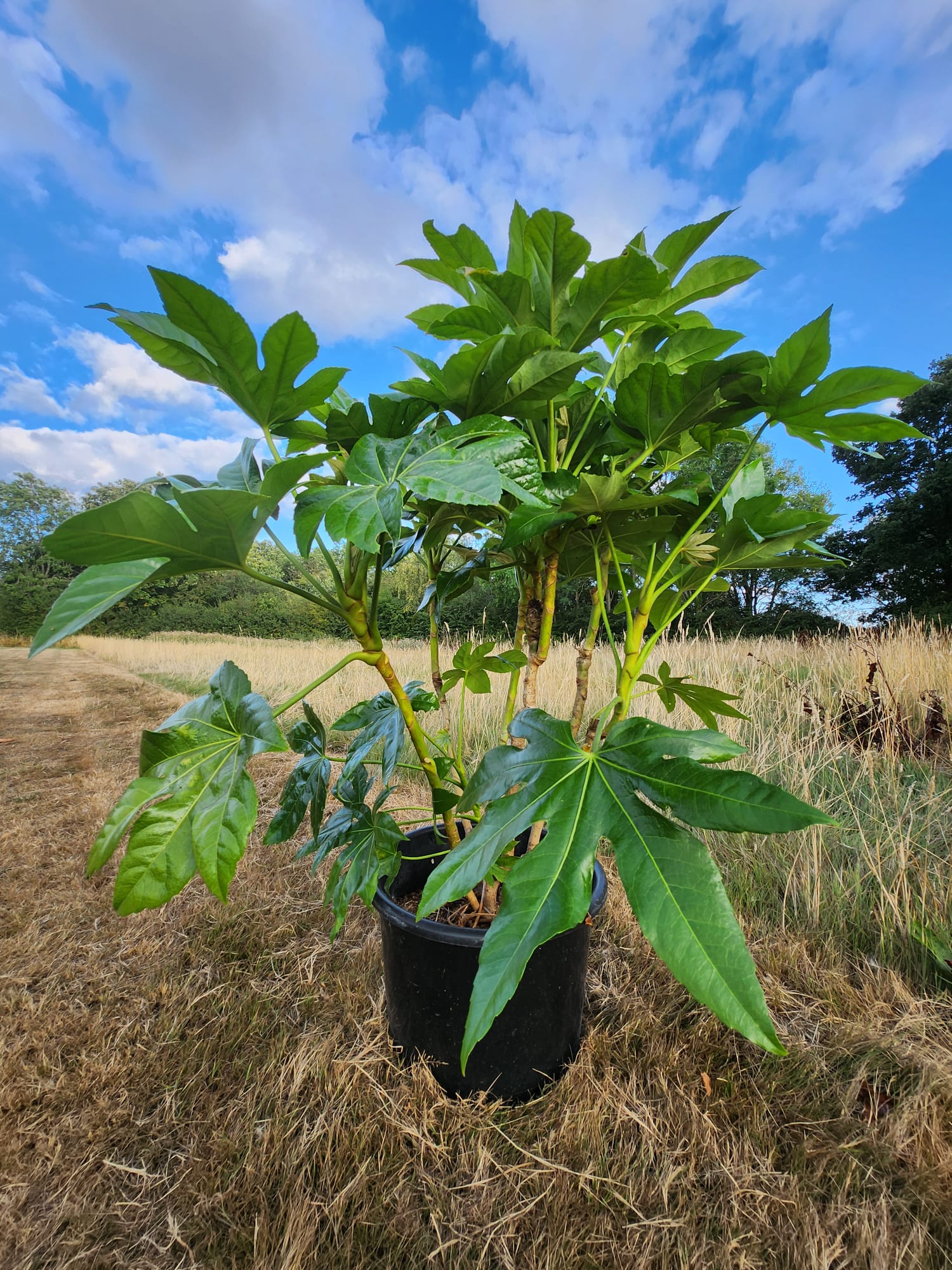 Fatsia Japonica Multi Stem | 80cm Plant Height | 20 Litre Pot