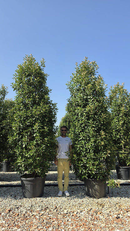 Photinia Red Robin 300-320cm 90 Litre Pot