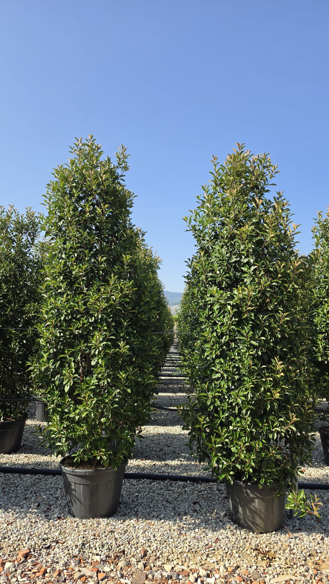 Photinia Red Robin 300-320cm 90 Litre Pot