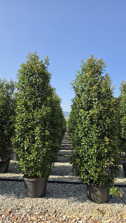 Photinia Red Robin 300-320cm 90 Litre Pot