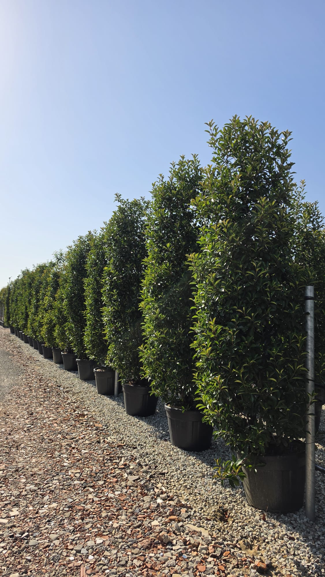 Photinia Red Robin 300-320cm 90 Litre Pot