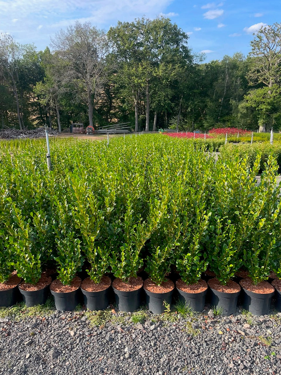Griselinia Littoralis 80-100cm