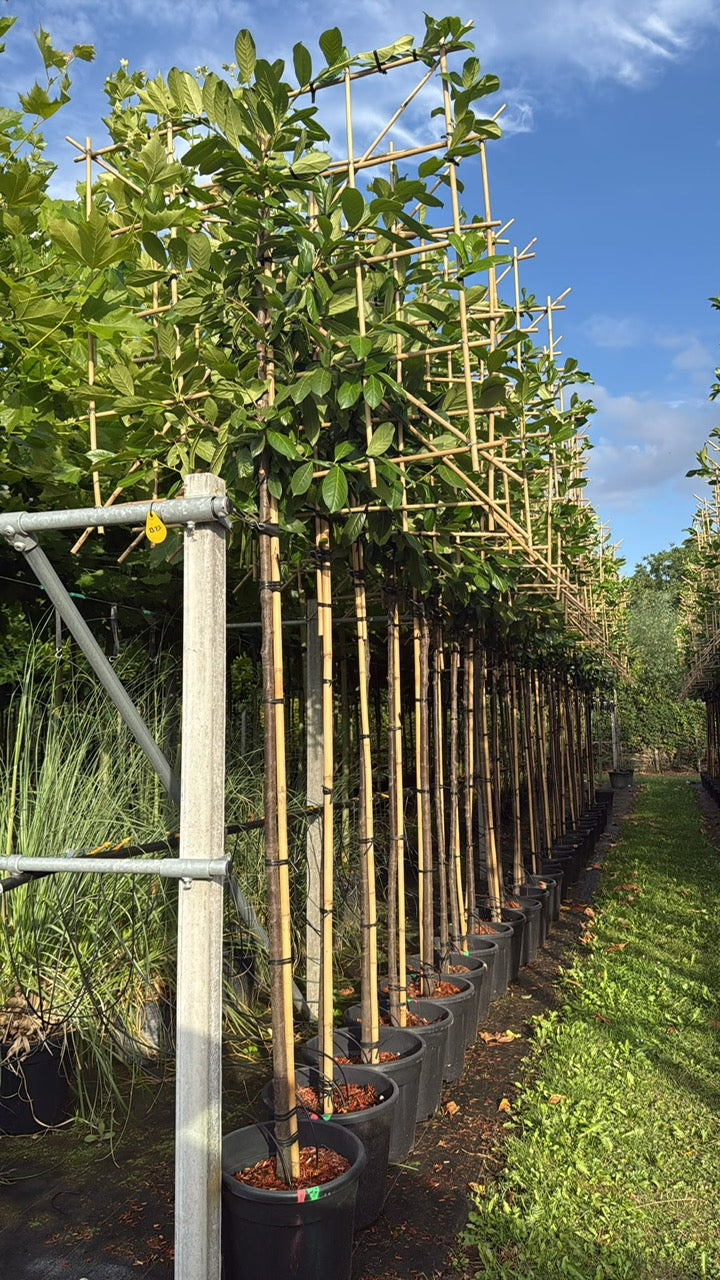 Prunus Lusitanica Pleached 180cm Stem, 120x120cm Head, 8-10cm Girth