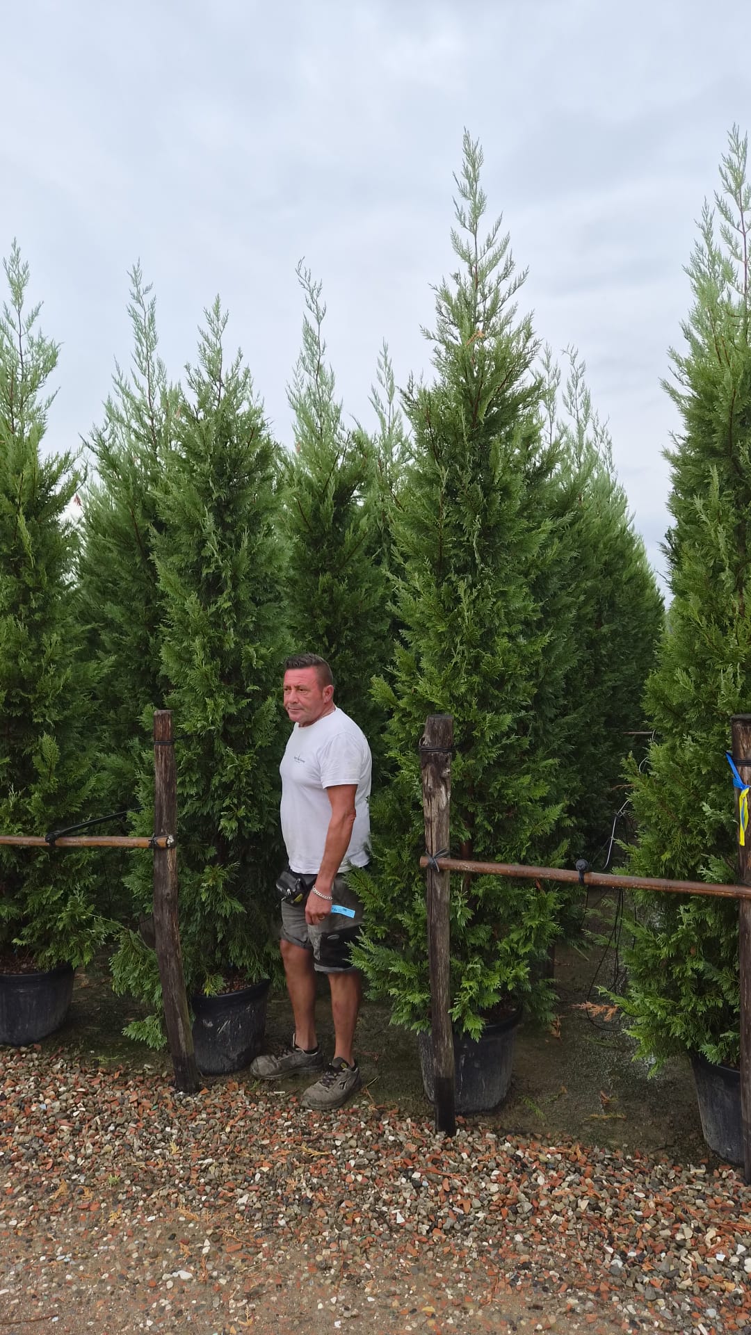 Leylandii Green (Cupressocyparis Leylandii) 300-350cm 50lt | Pallet Deal x10