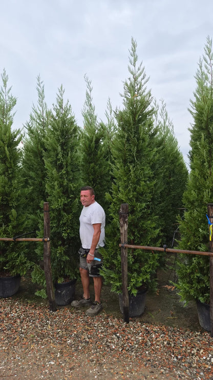 Leylandii Green (Cupressocyparis Leylandii) 300-350cm 50lt | Pallet Deal x10