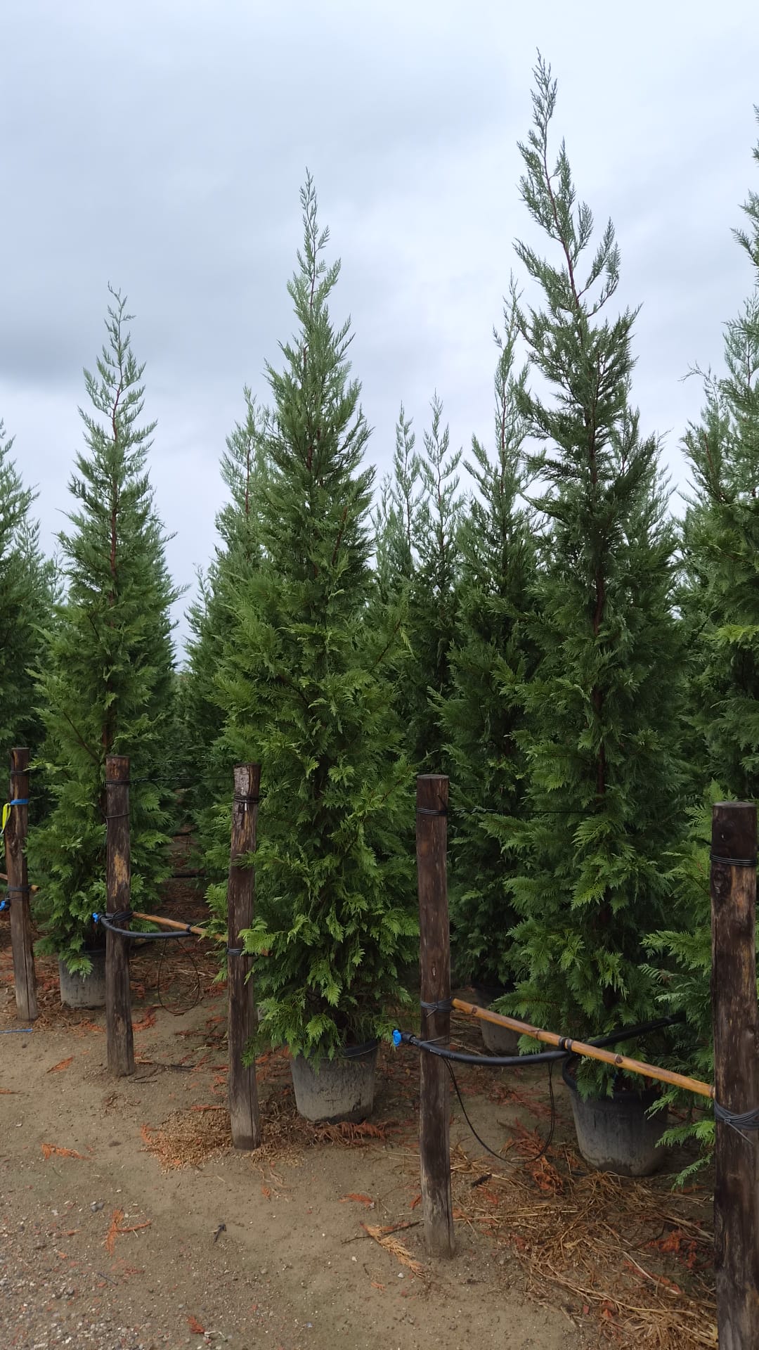 Leylandii Green (Cupressocyparis Leylandii) 300-350cm 50lt | Pallet Deal x10