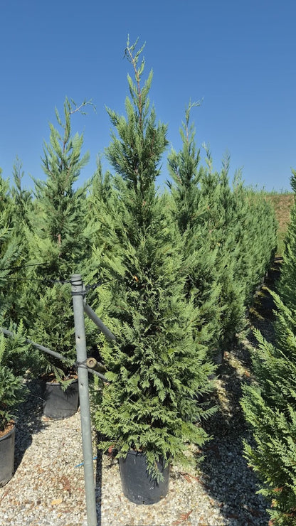 Leylandii Green (Cupressocyparis Leylandii) 300-350cm 50lt | Pallet Deal x10