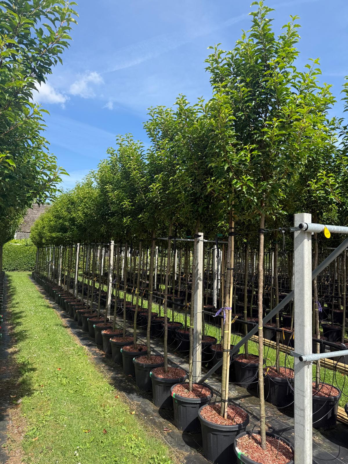 Prunus Lusitanica (Portuguese Laurel) Standard, 180cm Stem | 10-12cm Girth | 300 - 350cm Total Height
