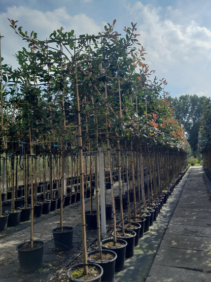 Photinia Red Robin Pleached (Espalier) Stem: 180cm, Frame: 120x120cm